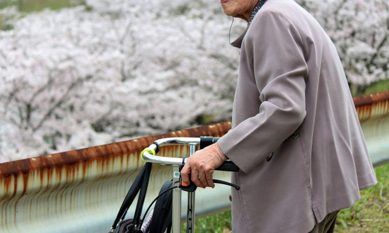 歩行器で桜を見るシニア女性