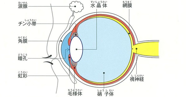 【白内障】眼内レンズはどう選ぶ？取り換えは可能？