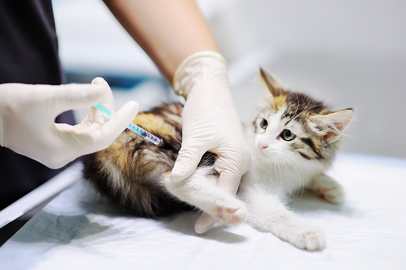 猫に予防接種している画像。ペットの病気が人にうつることもあるので、早期発見のため、ペットも健診や予防注射を受けておくと安心（写真／Getty Images）