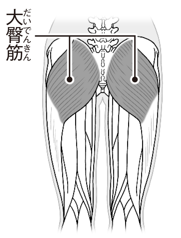 大臀筋の位置を示すイラスト。「お尻の大部分を覆う大臀筋は、かかとから接地する歩行をする際に最も活動する筋肉。鍛えることで正しい歩行がスムーズに、体幹も安定します」