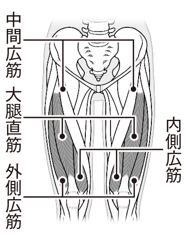 大腿四頭筋を示すイラスト。「大臀四頭筋は、太ももの前側にある4つの筋肉の総称。人体で最も大きい筋肉。膝関節を支え、関節のバランスがよくなります」