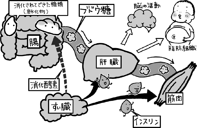 摂取した炭水化物が体内でどのように消化、吸収、利用されるかを表したイラスト。