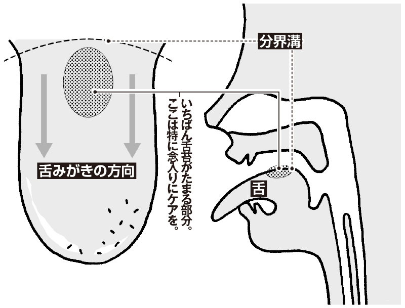 舌みがきを解説するイラスト。舌をめいっぱい出すと見える、舌の盛り上がっている部分が分界溝。ここから舌の中央部ぐらいまでに舌苔が多い。奥から舌の先端へ向かってみがくのが基本