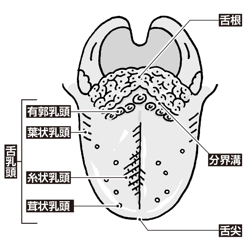 舌の構造を表すイラスト。舌の表面には舌乳頭（有郭・葉状・糸状・茸状）と呼ばれる細かい突起があり、この間に舌苔がたまりやすい