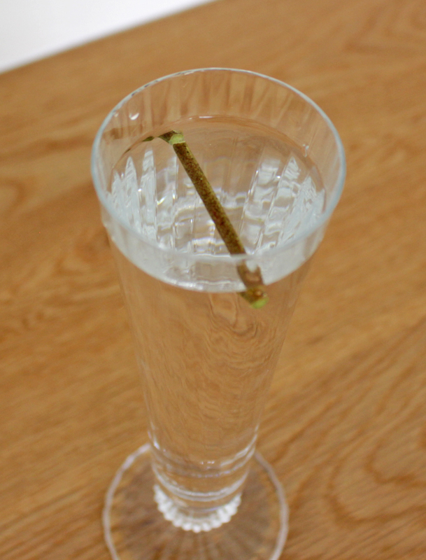 水を入れたグラスの内側に、直径の長さに合わせて切った木の枝を渡す
