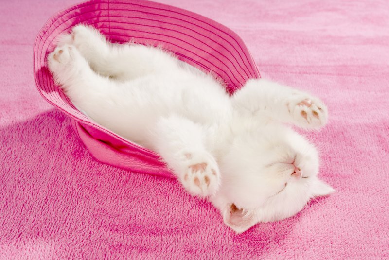 帽子の中にひっくり返って眠る白い子猫