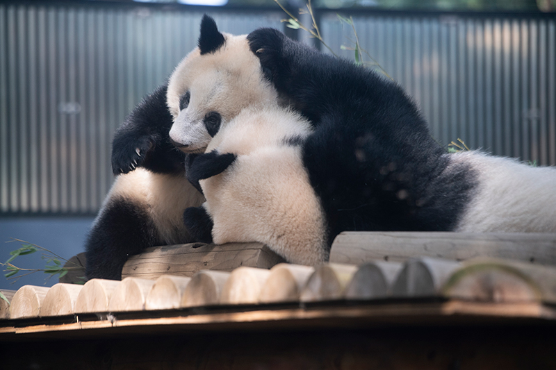 木の遊び場の上で抱き合う親子パンダ