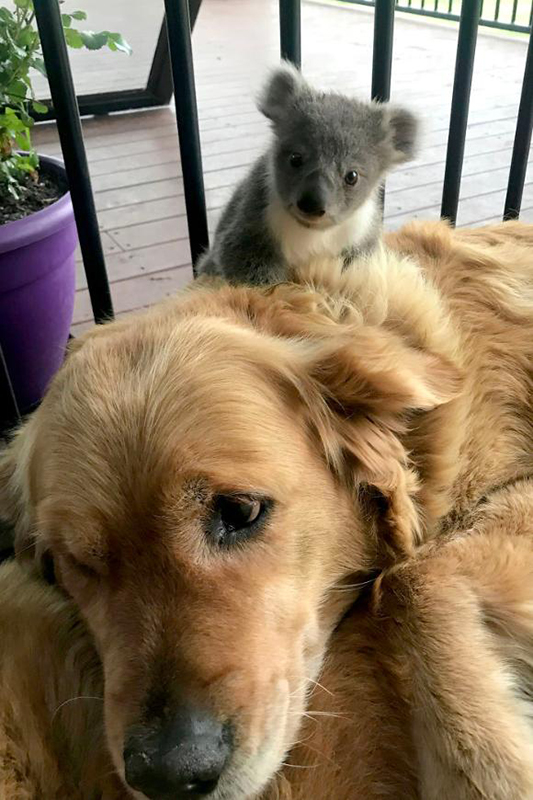 犬の背にのる赤ちゃんコアラ