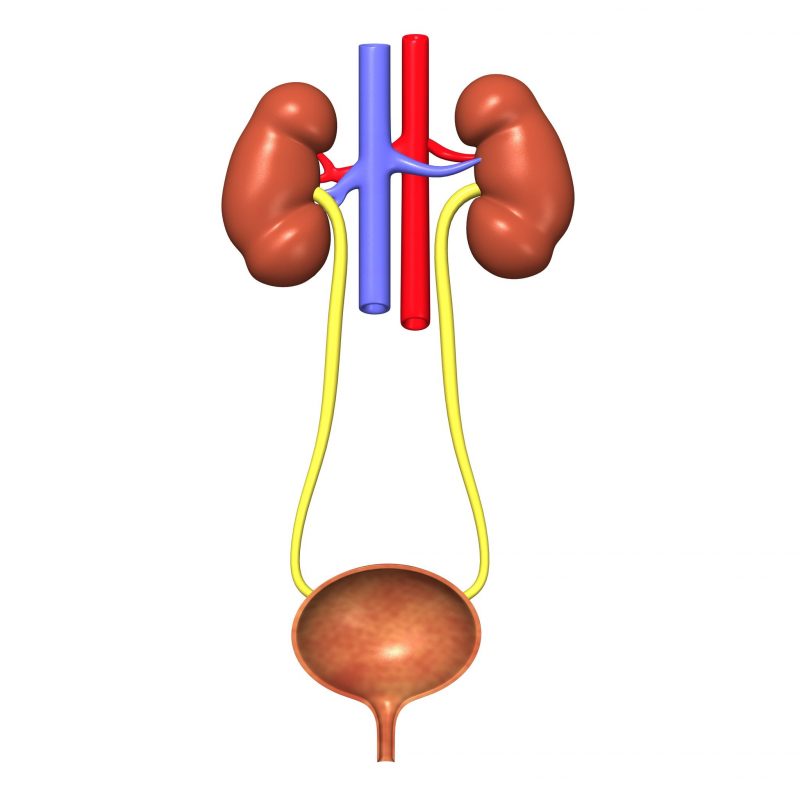 膀胱をイラスト化したもの