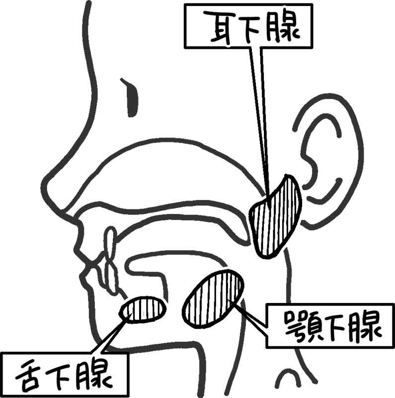 唾液腺の位置を表した絵
