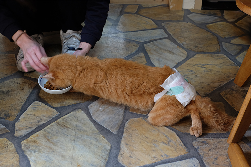 おむつしてエサを食べる猫