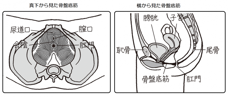 真下から見た骨盤底筋と横から見た骨盤底筋を図解したもの