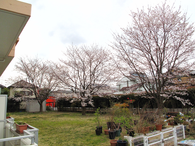 介護付有料老人ホームの庭の桜