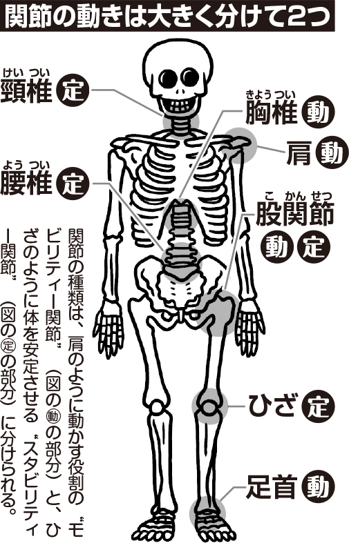 人体模型のイラストにモビリティー関節とスタビリティー関節の位置が描いてある