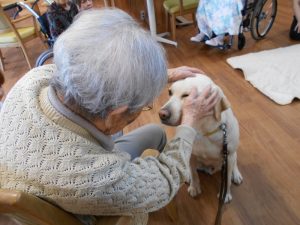 盲導犬と高齢者