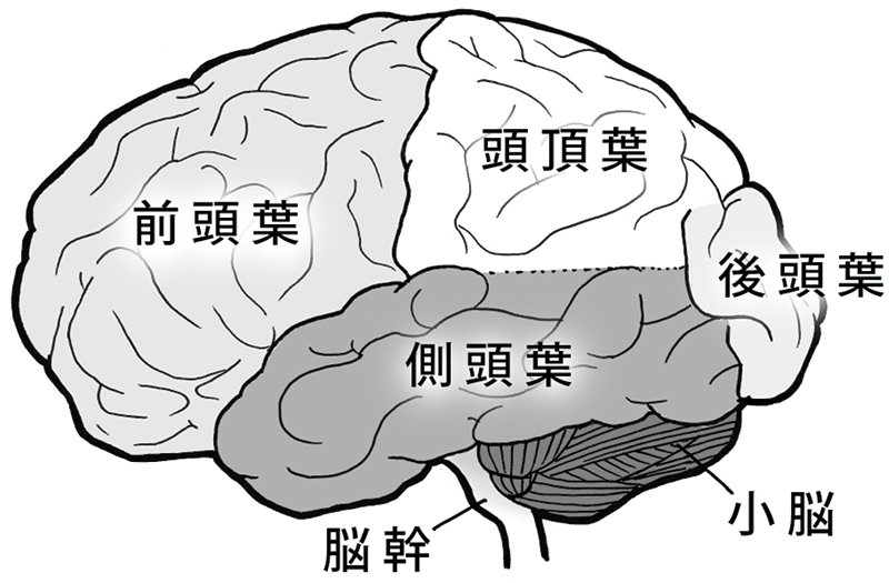 脳の領域図解