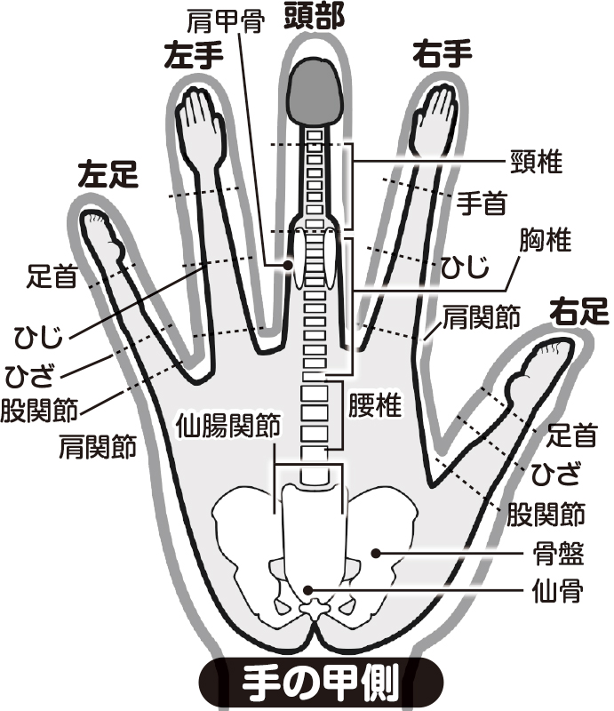 左手の対応図。中指のはらが頭でそれぞれの指や手の甲に内臓などのツボがあるという説明がされてる