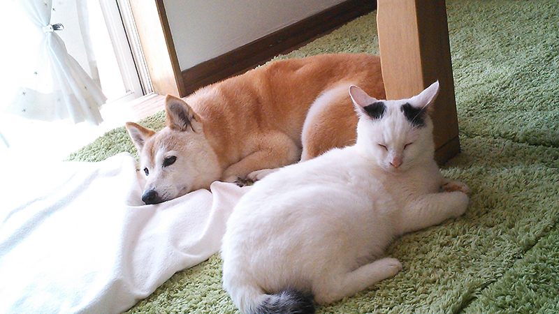 柴犬と並んで目をつぶって横になる白猫