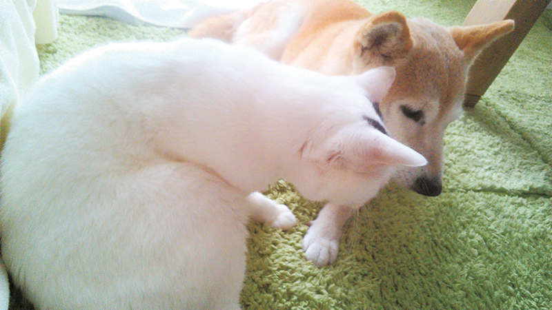 柴犬の顔に、白猫が顔を近づける写真
