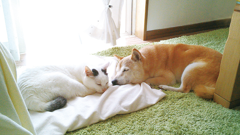 それぞれ顔をくっつけるようにして眠る白猫と柴犬