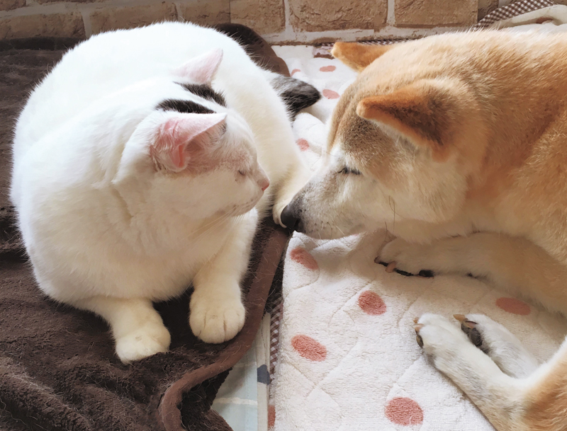 顔寄せ合い見つめ合う猫のくぅ（左）と豆柴のしの（右）