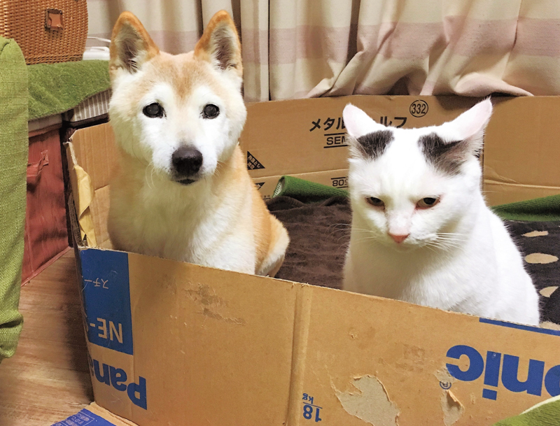 段ボールで囲いの中に並んで座る柴犬と白猫