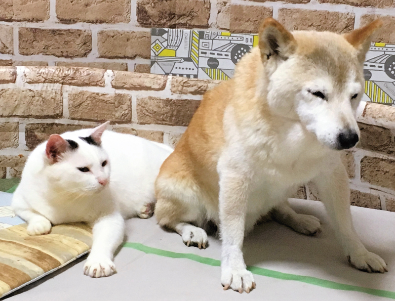 柴犬に寄り添い、様子を伺う白猫