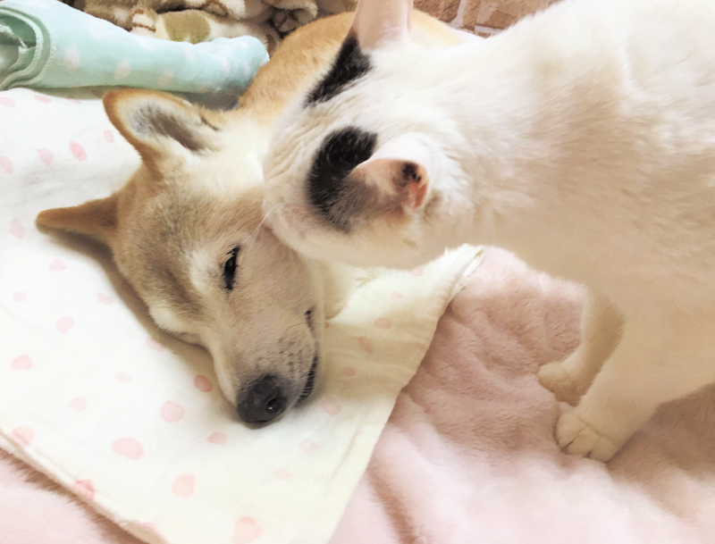 柴犬にキスをする白猫