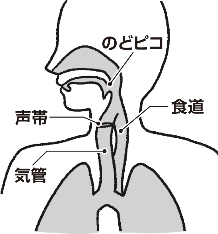 のどちんこ、食道、声帯、気管の位置を表した人の図