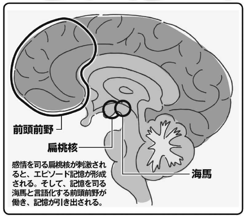 前頭前野、扁桃核、海馬の場所を記した脳のイラスト