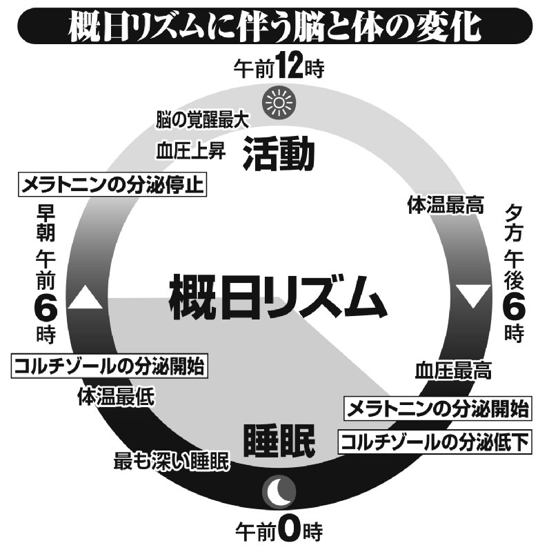 「概日リズムに伴う脳と体の変化」の図