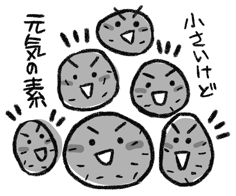 むかごのイラスト