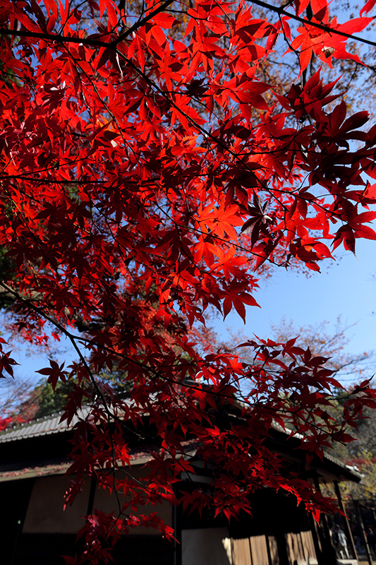 埼玉・平林寺の紅葉の様子