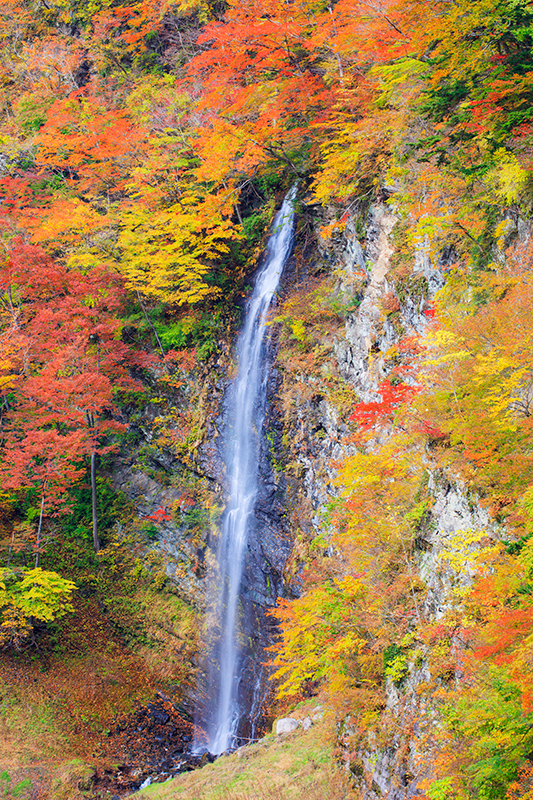 栃木・塩原渓谷 回顧の滝の紅葉の様子