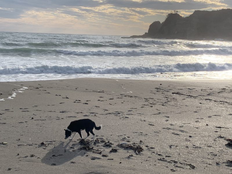 海辺を散歩する愛犬ナナ