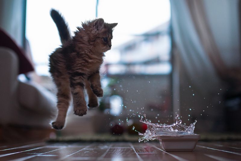 猫が水を見て驚いている写真