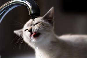 水道から水を飲む猫の写真