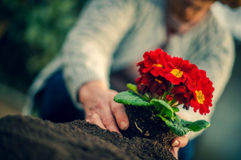 花と土をいじる高齢者のイメージ写真