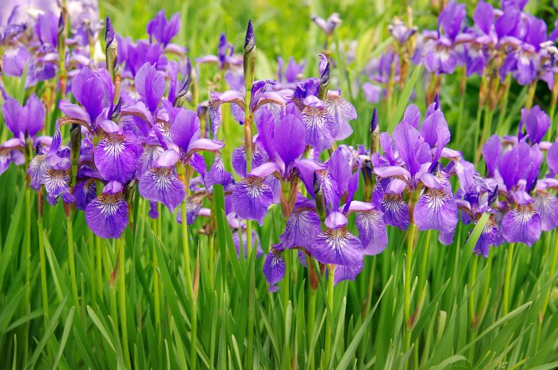 アヤメ科の花菖蒲