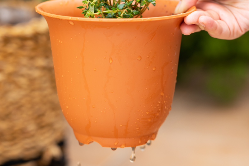 植木鉢の植物にたっぷりの水をやっている