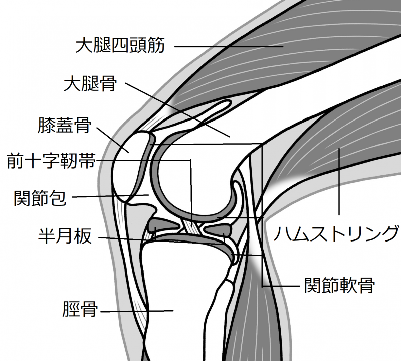 ひざの関節周辺の構造を図解