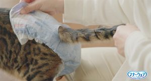 猫の排泄トラブルに悩む人に！日本初の猫用マナーウェアが発売