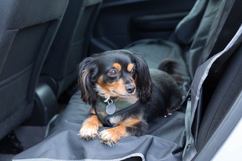 車の後部座席にいる犬の写真