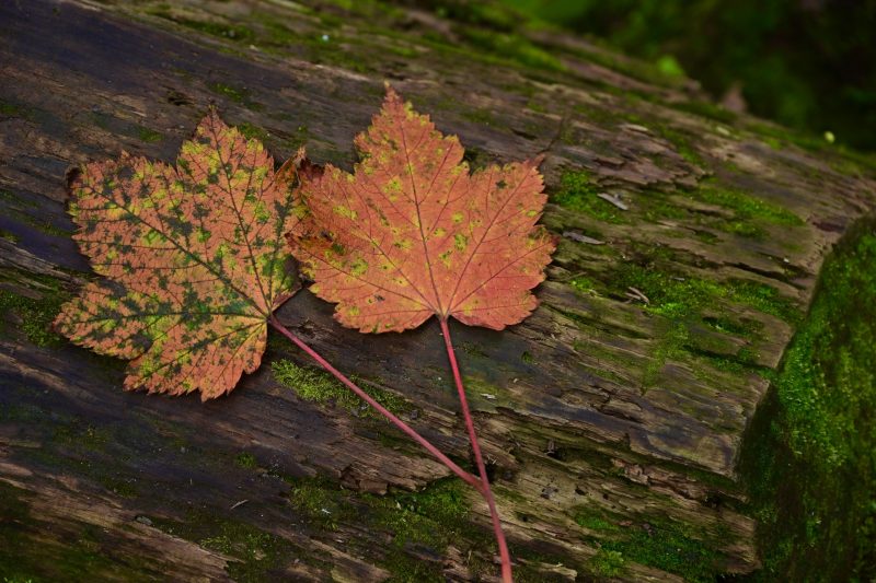 紅葉したかえでの葉2枚