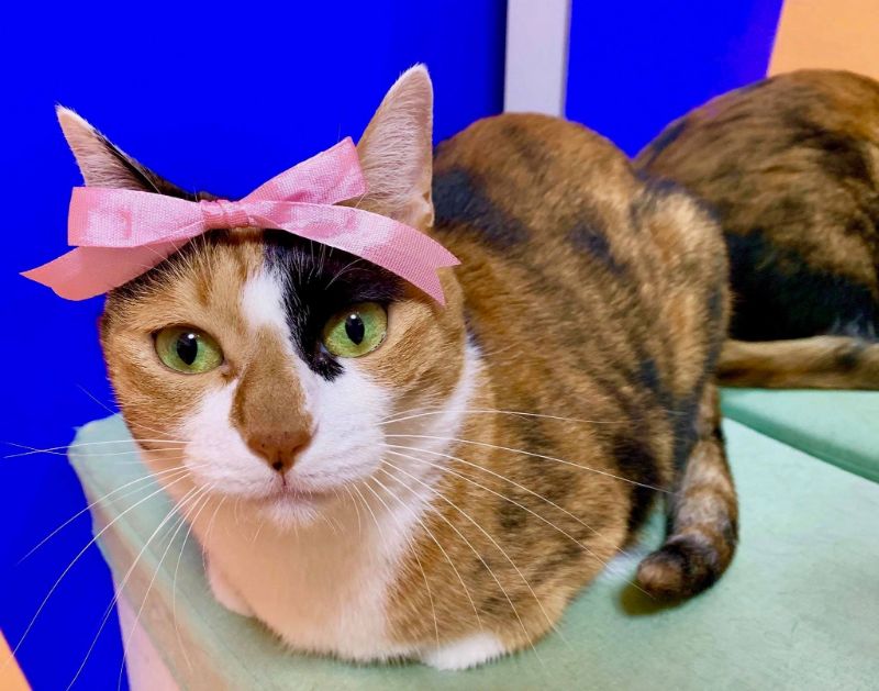 ピンクのリボンを頭に乗せた猫の写真