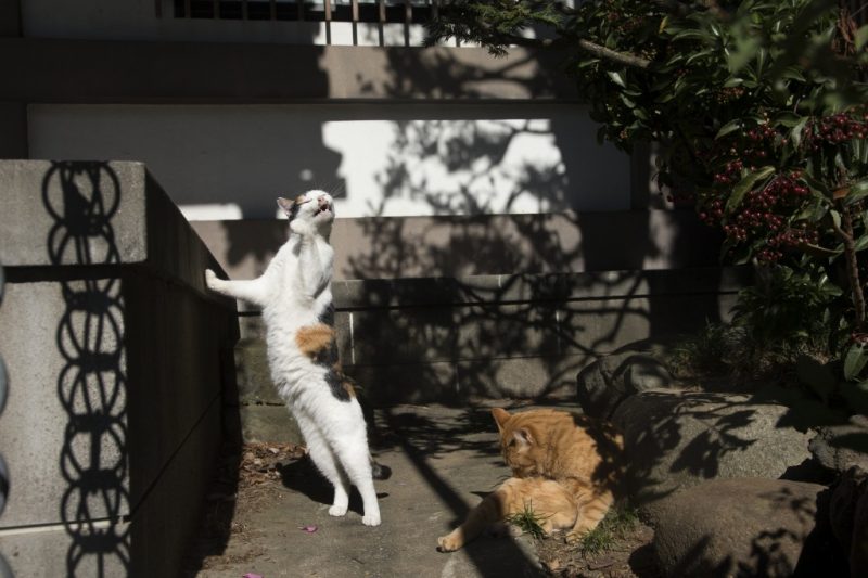 ブチの猫と茶トラの猫