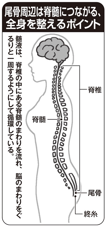 尾骨周辺は全身を整えるポイント