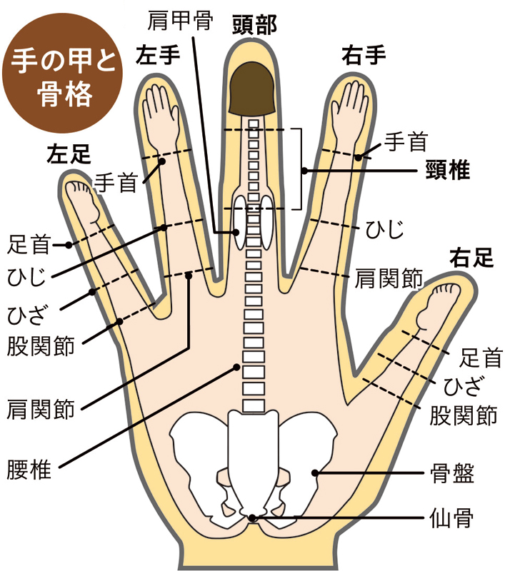 手と体の各部位との関係　手の甲と骨格　