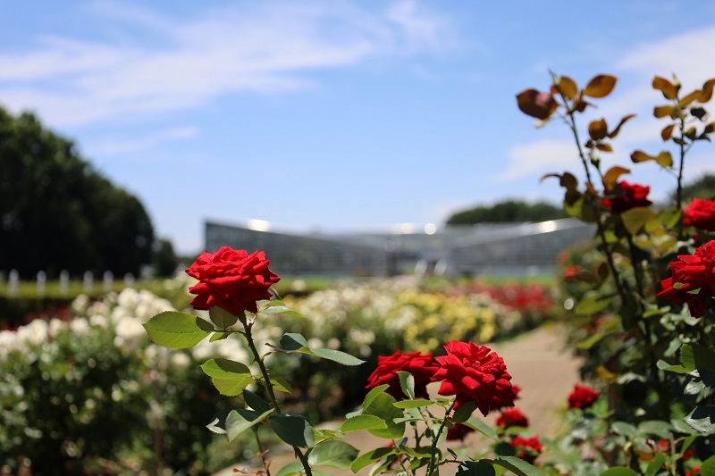 深大寺植物公園のバラ