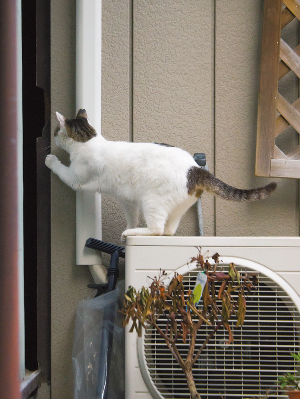 猫が塀に隠れながら遠くを見ている写真